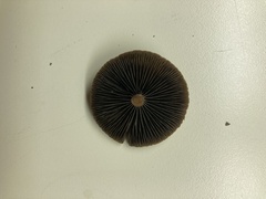 Panaeolus