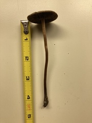 Panaeolus