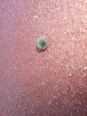 Xerotricha conspurcata