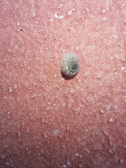 Xerotricha conspurcata