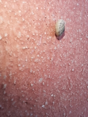 Xerotricha conspurcata