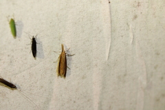 Donacaula melinellus