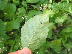 Pucciniastrum circaeae