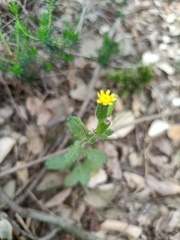 Senecio lividus