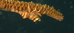 Pontonides ankeri