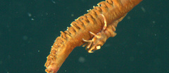 Pontonides ankeri