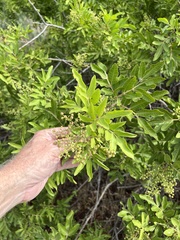 Schinus terebinthifolia