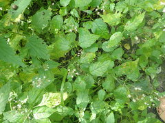 Pucciniastrum circaeae