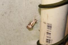 Chrysanympha formosa