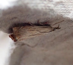 Chrysoteuchia culmella