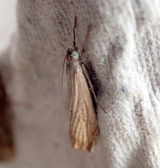 Chrysoteuchia culmella