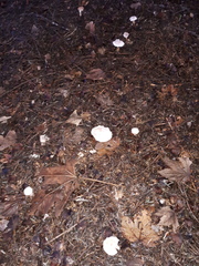 Clitocybe phyllophila