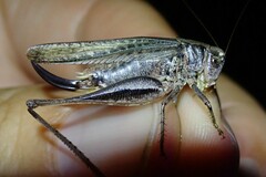 Platycleis albopunctata