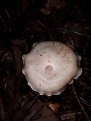 Clitocybe phyllophila