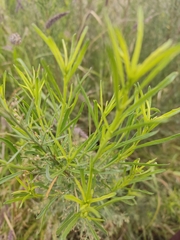 Baccharis salicina