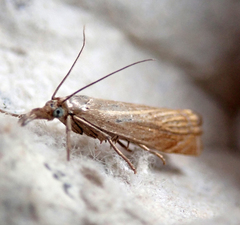 Chrysoteuchia culmella