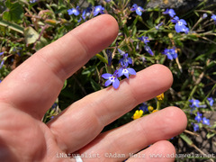 Lobelia