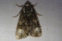 Craniophora ligustri
