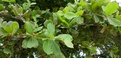 Terminalia catappa