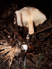 Clitocybe phyllophila