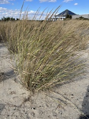 Panicum amarum