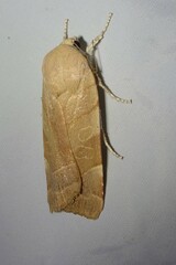Noctua fimbriata