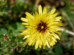 Reichardia tingitana
