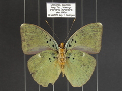 Euphaedra medon