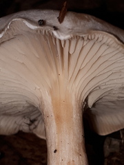 Clitocybe phyllophila