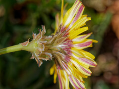 Reichardia tingitana