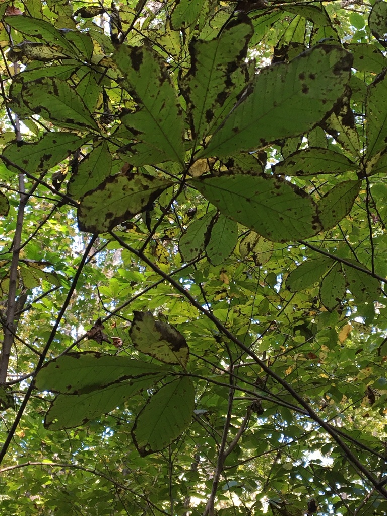common pawpaw from Tuckahoe State Park, Ridgely, MD, US on October 19 ...