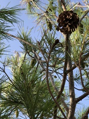 Pinus