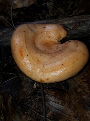 Lactarius salmonicolor