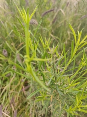 Baccharis salicina