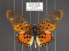 Pseudacraea boisduvalii boisduvalii