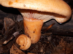 Lactarius salmonicolor