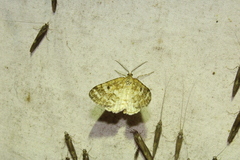 Eufidonia notataria