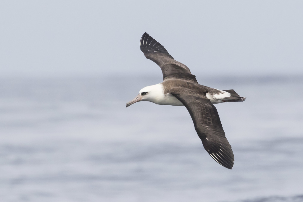 Laysan Albatross photo