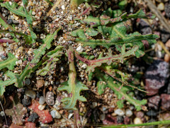Reichardia tingitana