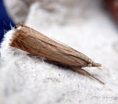 Chrysoteuchia culmella