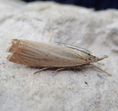 Chrysoteuchia culmella