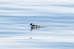 Brachyramphus marmoratus