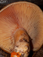 Lactarius salmonicolor