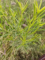 Baccharis salicina