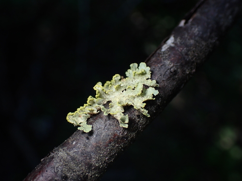 Powdered Sunshine Lichen