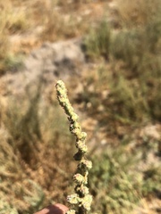 Bassia hyssopifolia