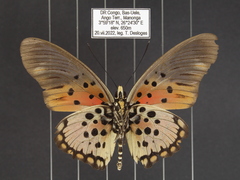 Pseudacraea boisduvalii boisduvalii