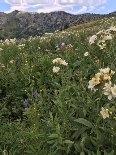 Towering Jacob's-ladder (Polemonium foliosissimum)
