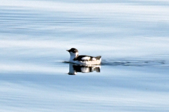 Brachyramphus marmoratus