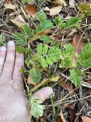 Phyllanthus urinaria